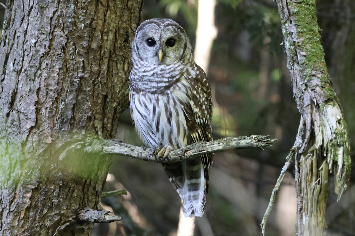 Barred Owl - ML642801407
