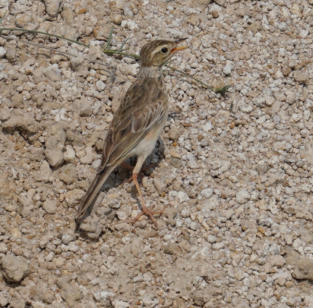 Paddyfield Pipit - ML642801410