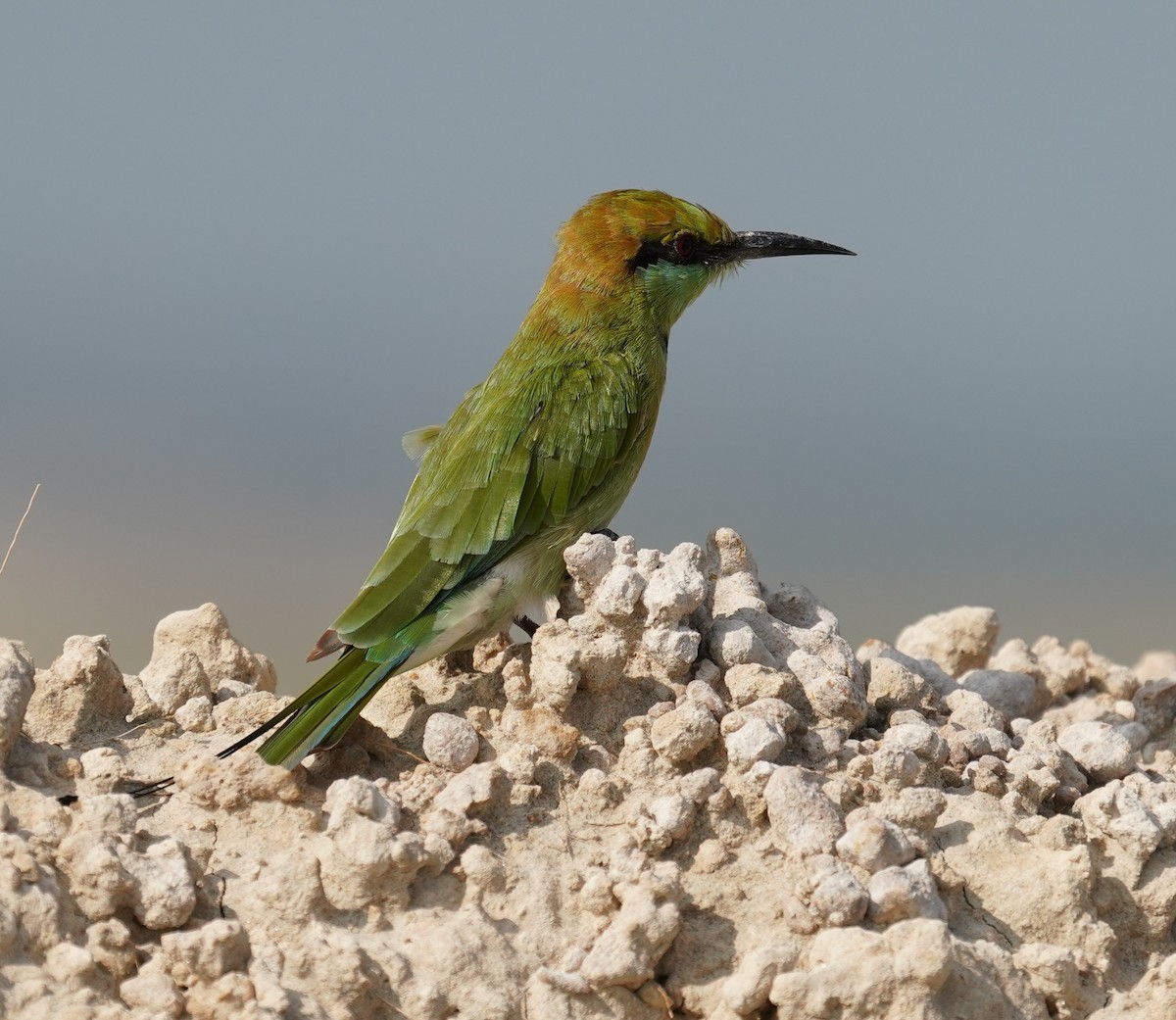 Asian Green Bee-eater - ML642801415