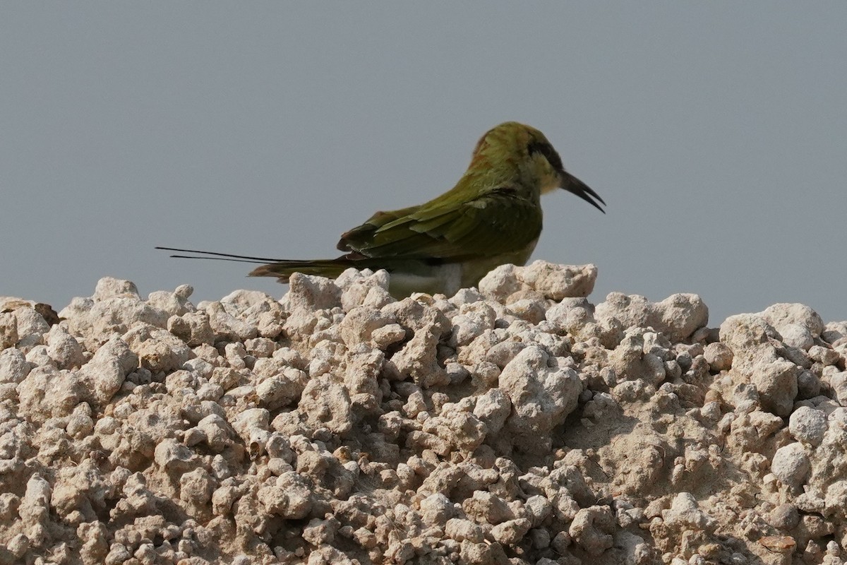 Blue-cheeked Bee-eater - ML642801417