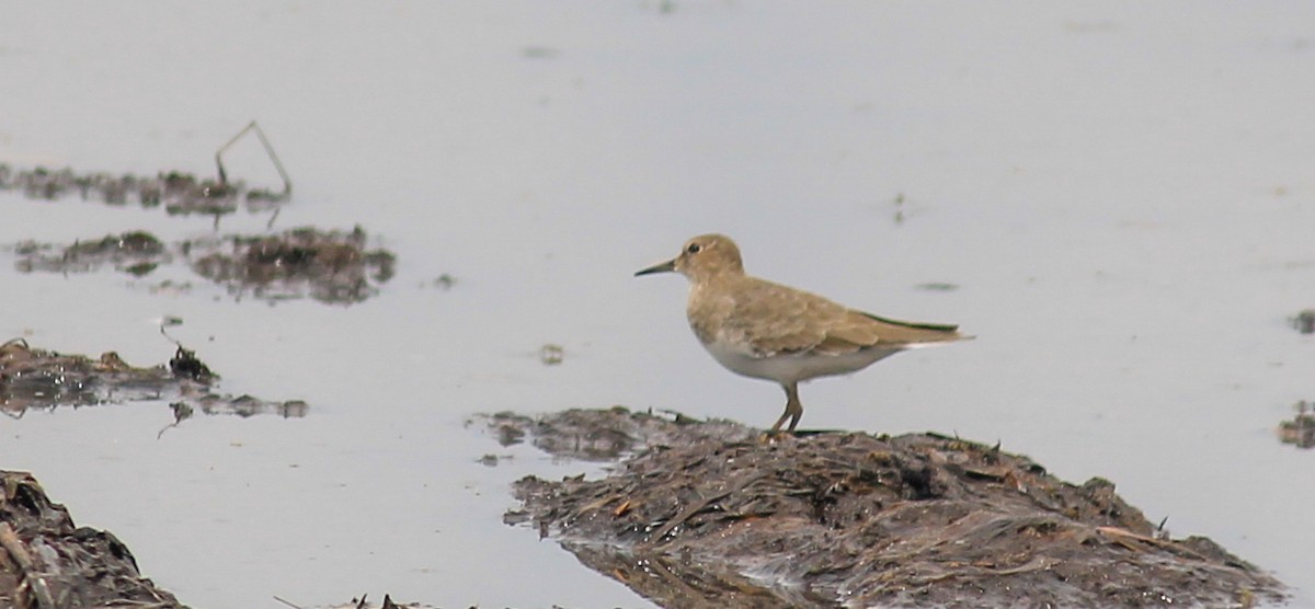 temmincksnipe - ML642801425