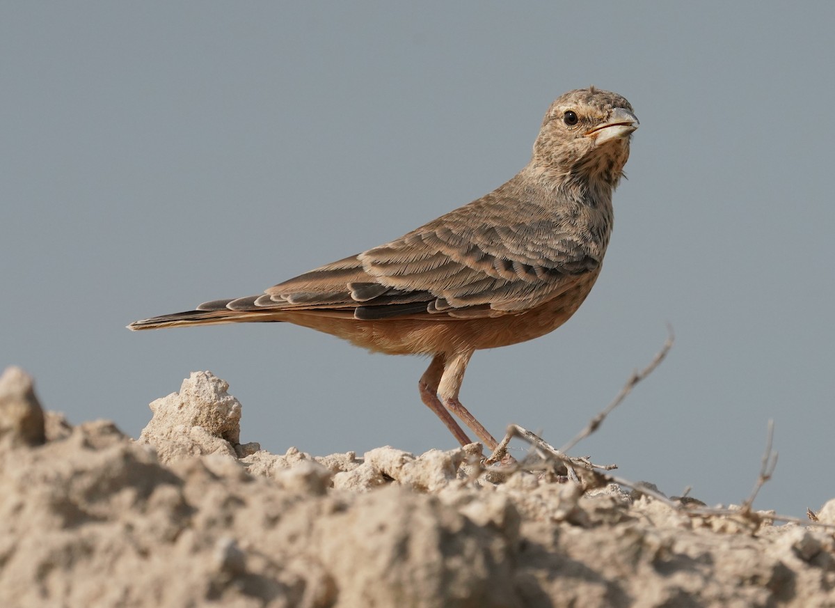Rufous-tailed Lark - ML642801428