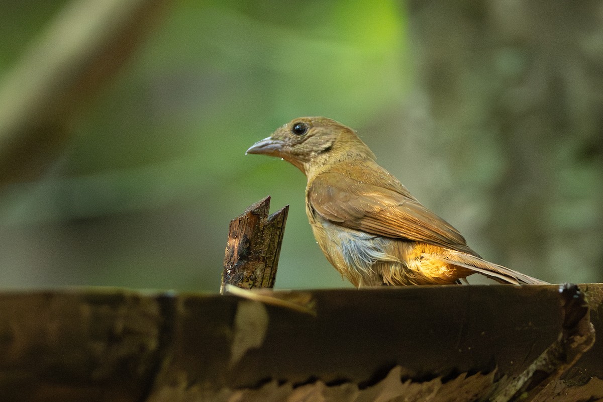 Red-crowned Ant-Tanager (Scarlet-throated) - ML642801438