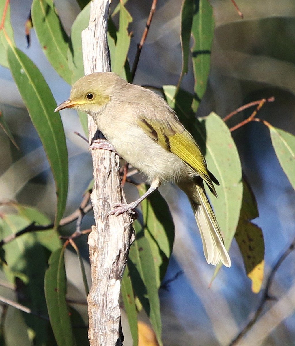 Fuscous Honeyeater - ML642801439