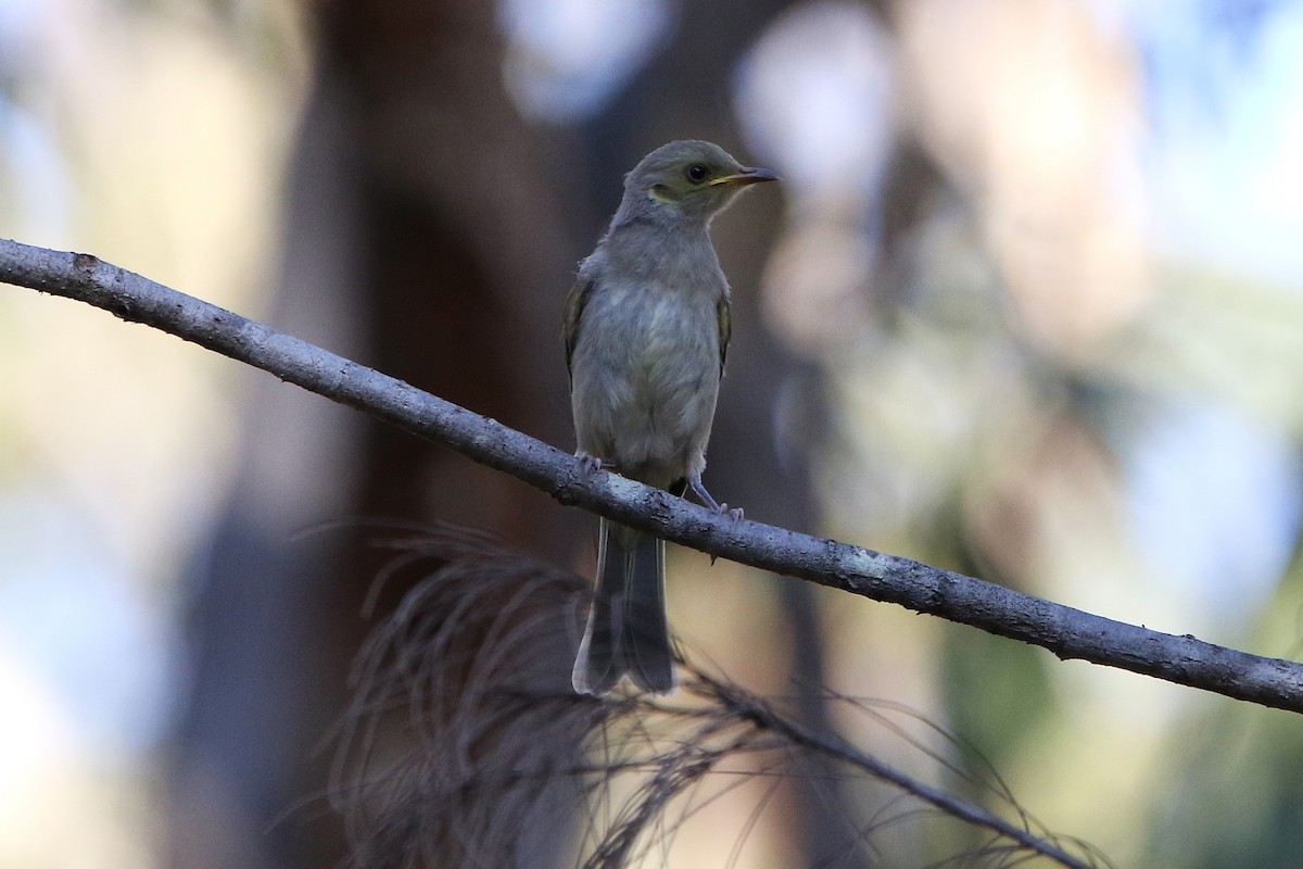 Fuscous Honeyeater - ML642801440
