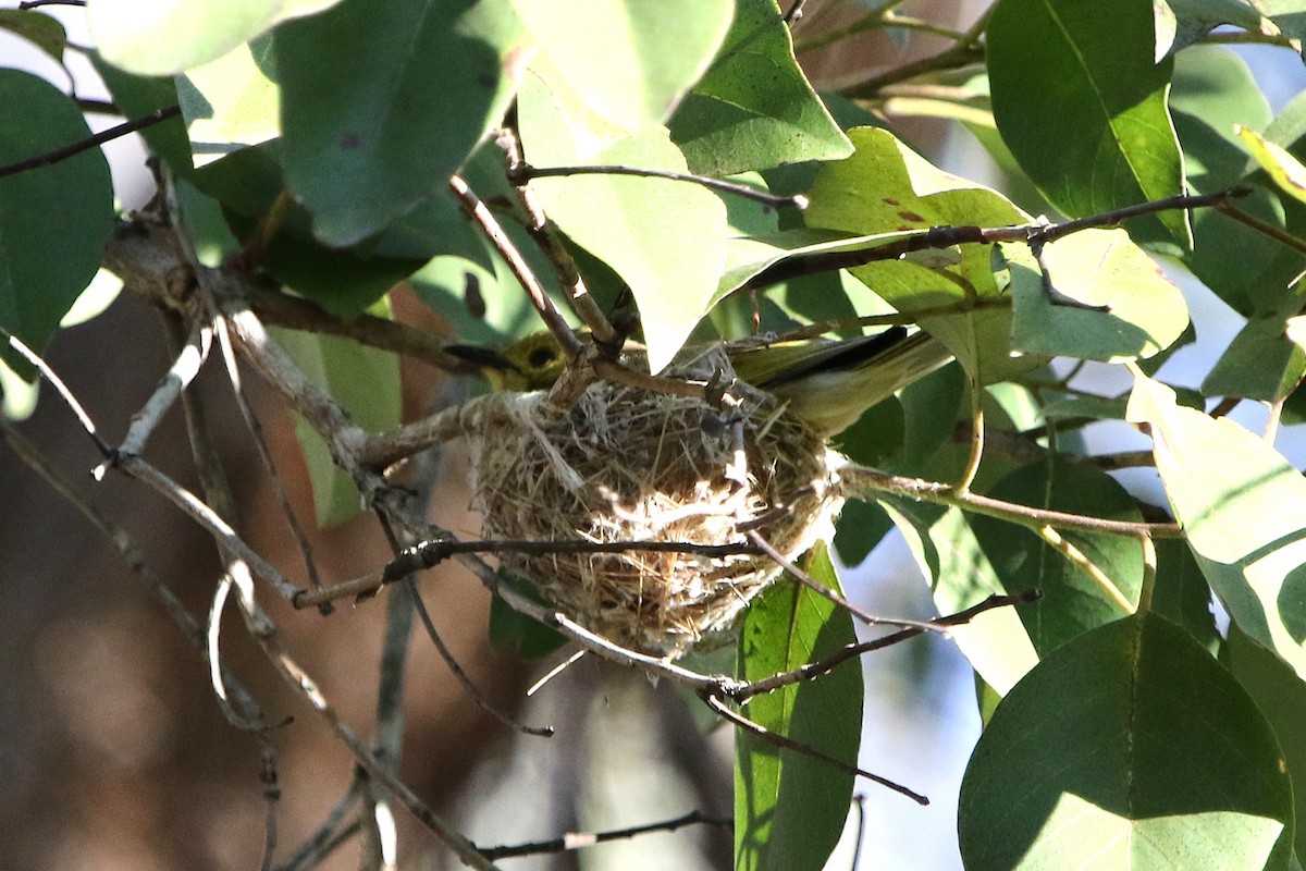 Fuscous Honeyeater - ML642801441