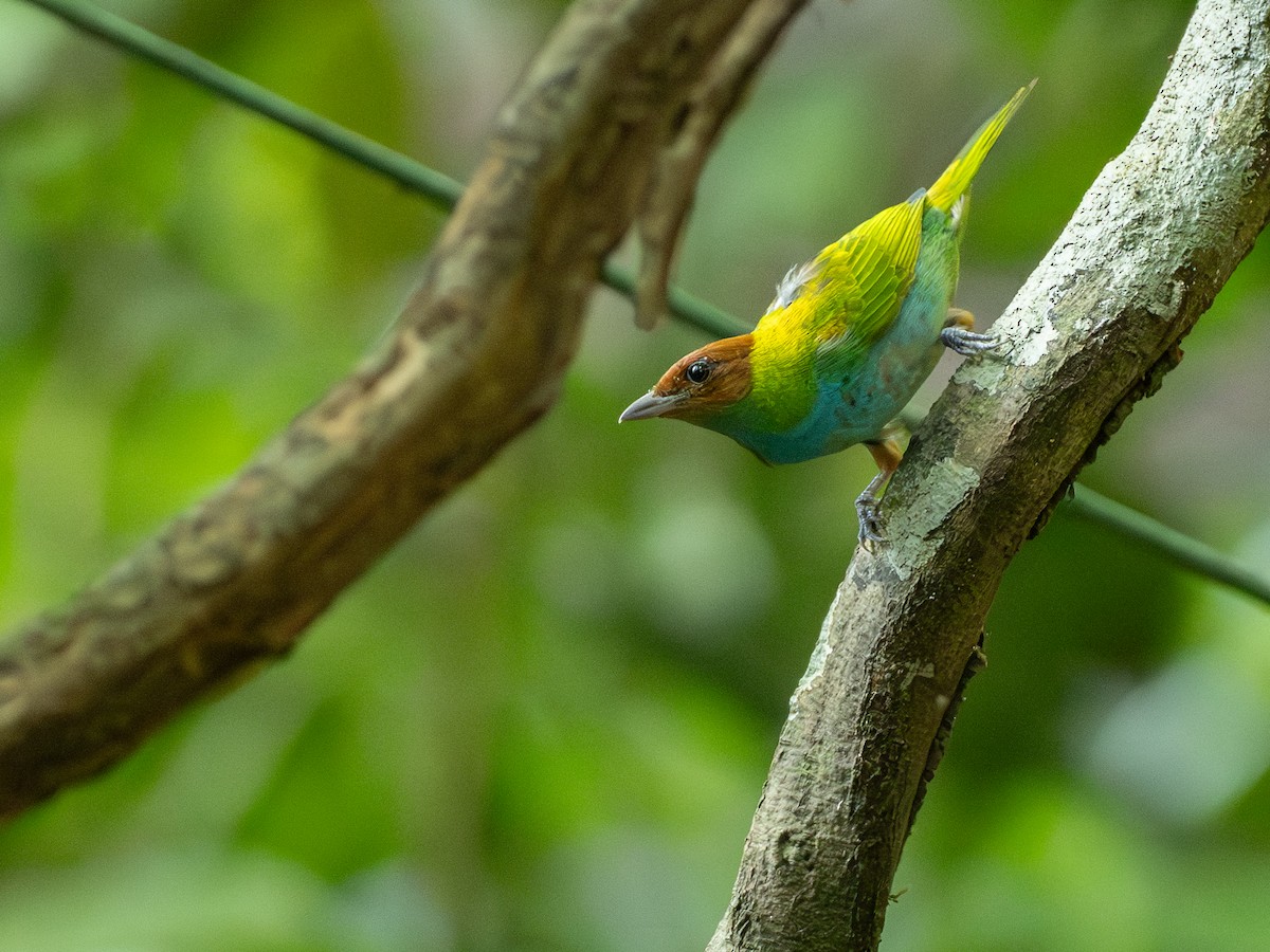 Bay-headed Tanager - ML642801443