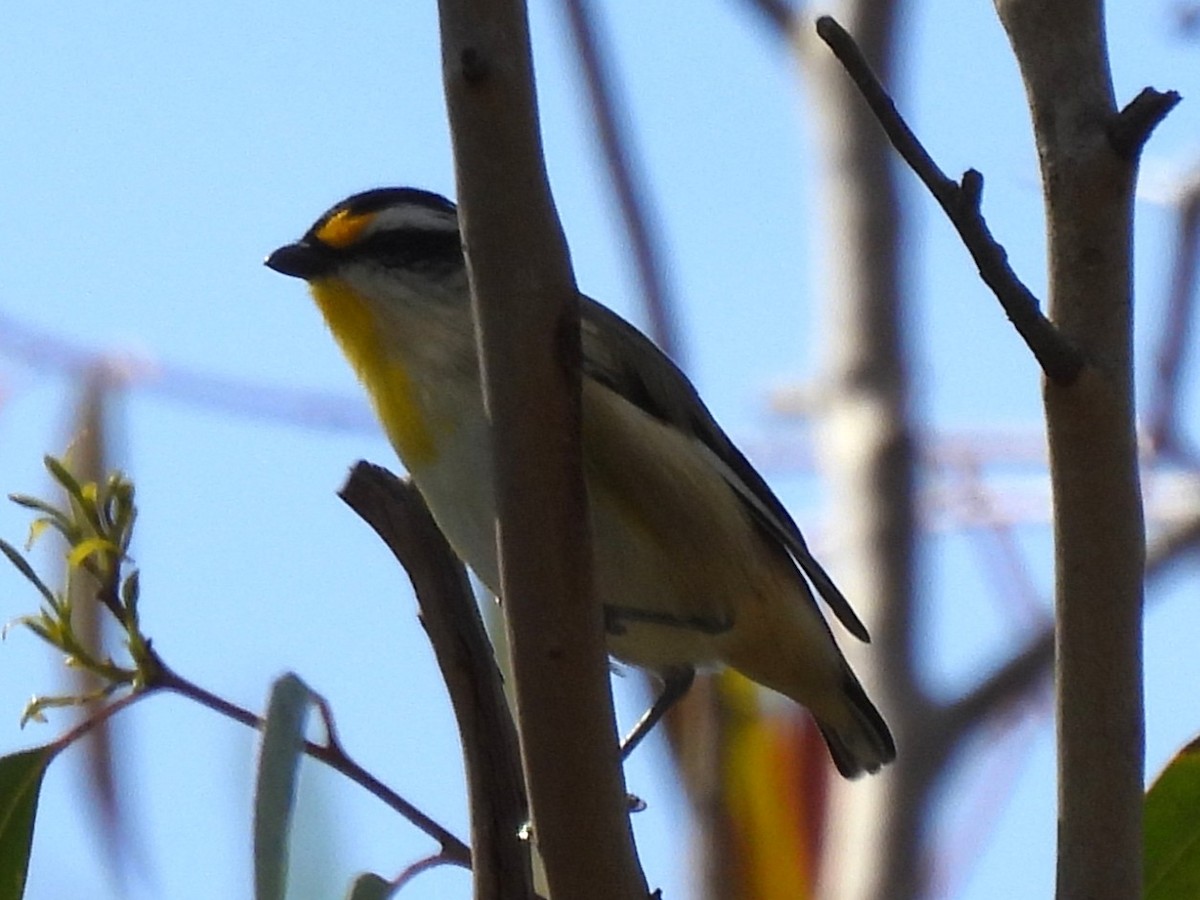 Striated Pardalote - ML642801444