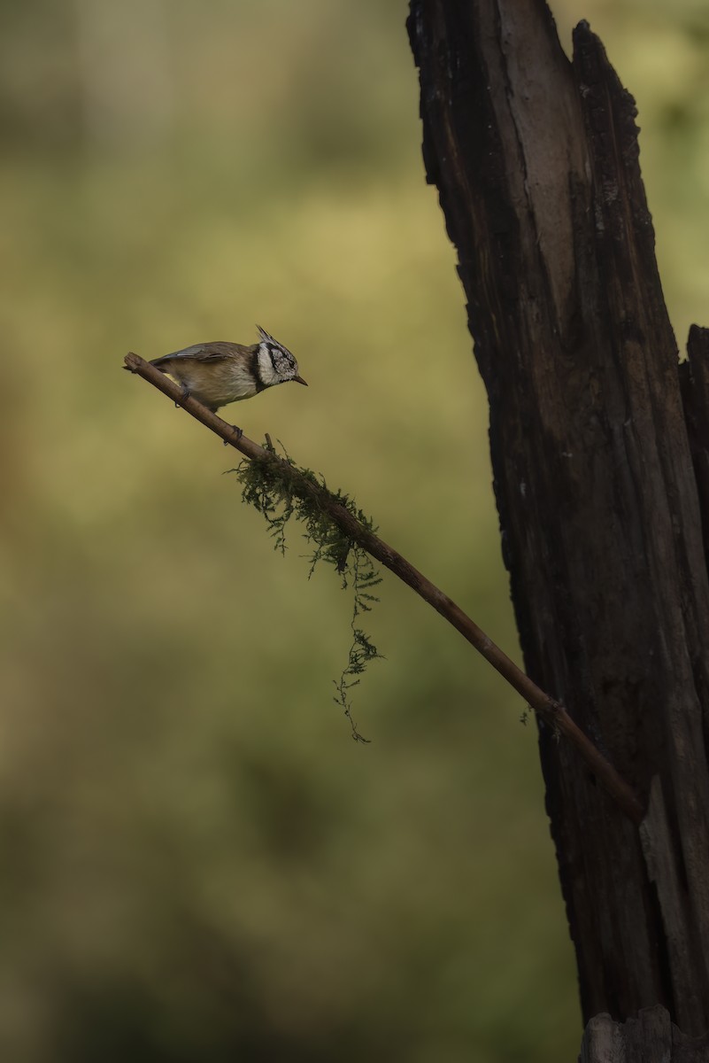 Crested Tit - ML642801449