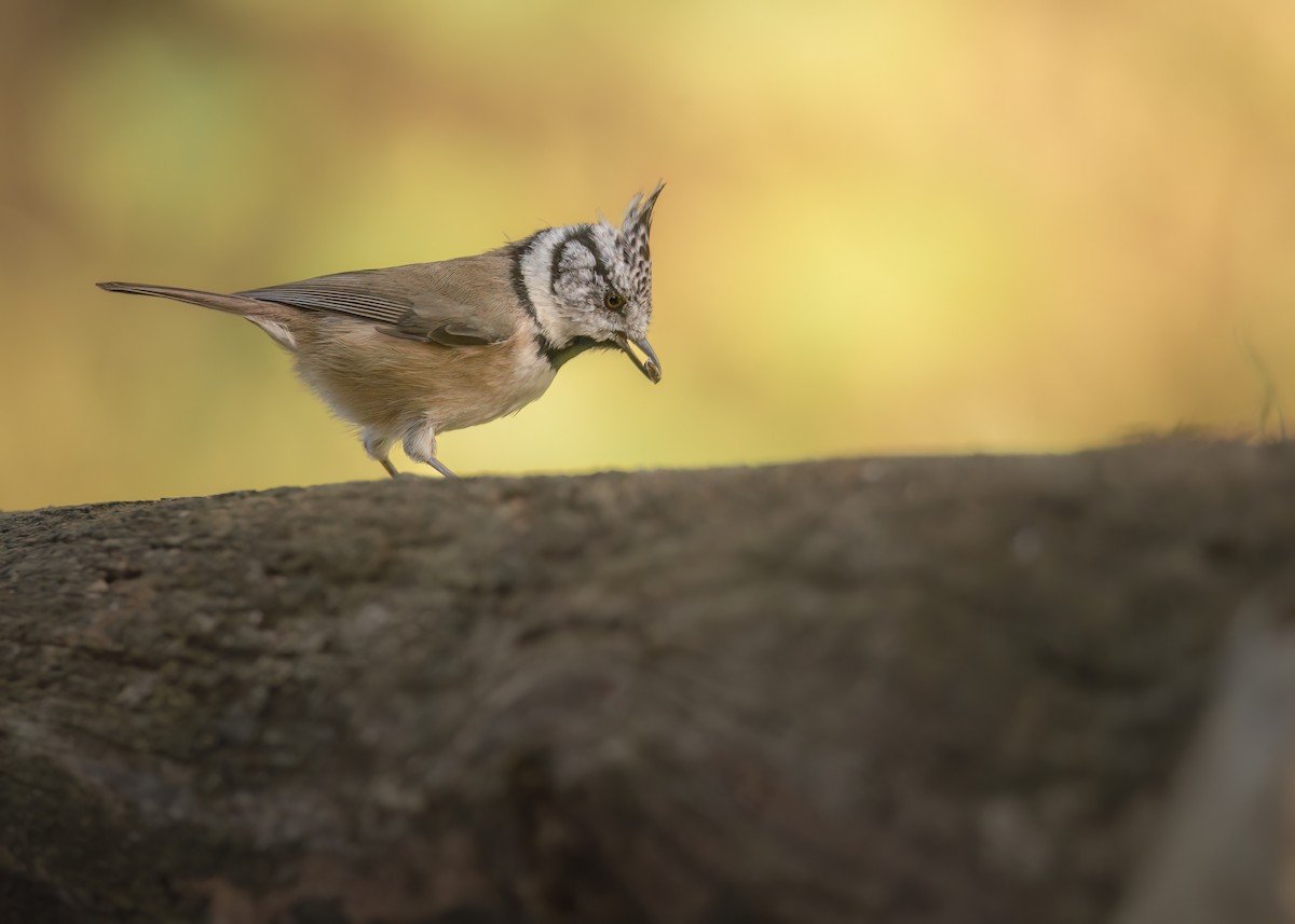 Crested Tit - ML642801450