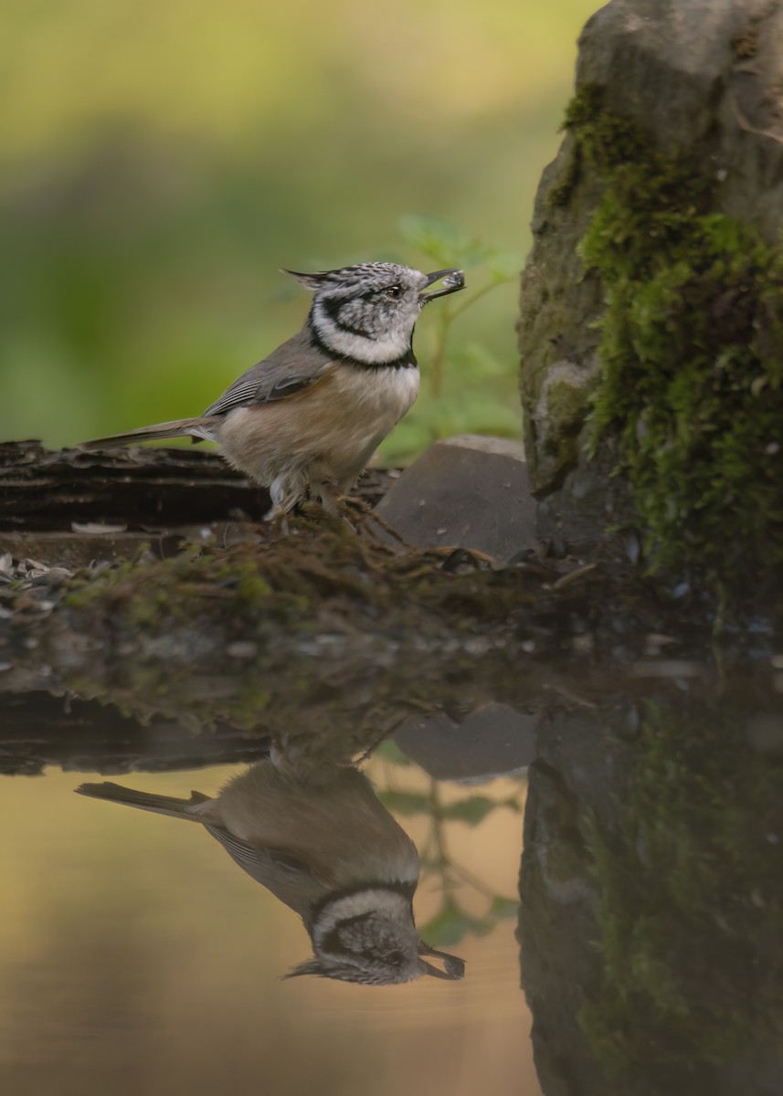 Crested Tit - ML642801451
