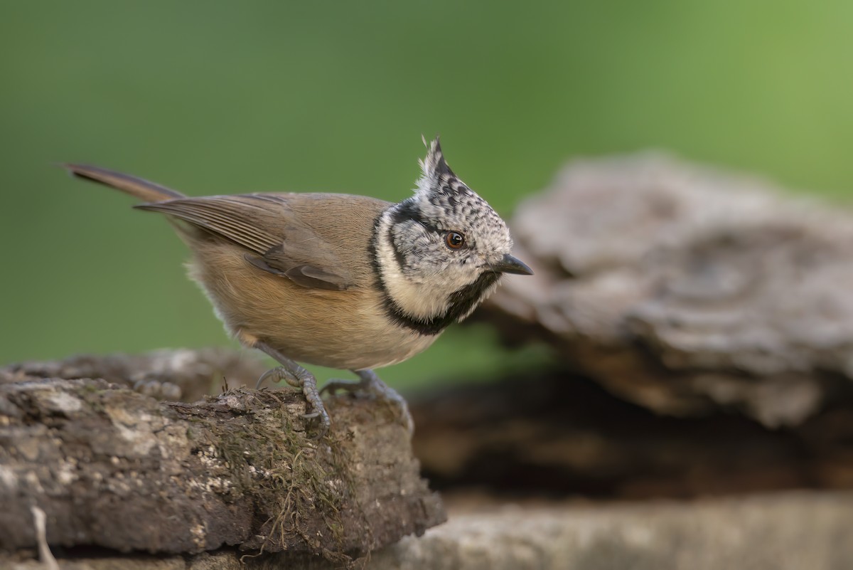 Crested Tit - ML642801452