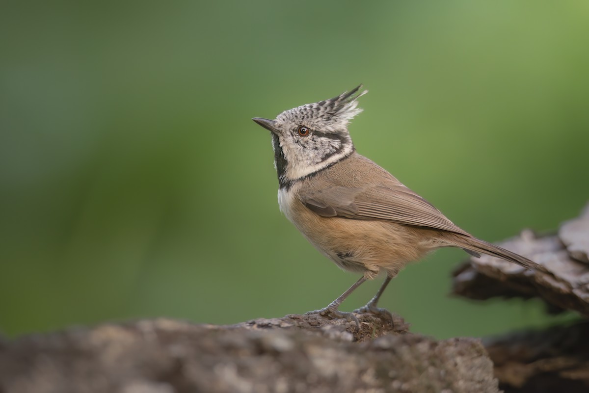 Crested Tit - ML642801453