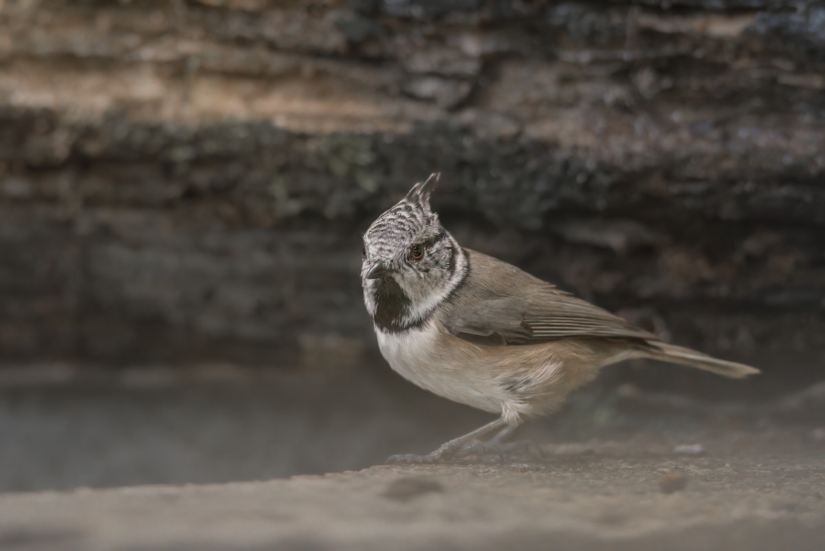 Crested Tit - ML642801454