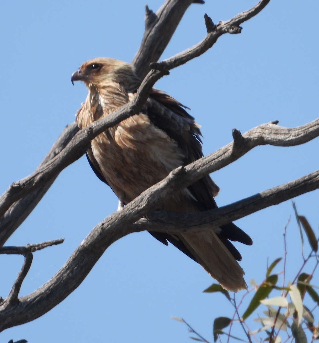 Whistling Kite - ML642801465