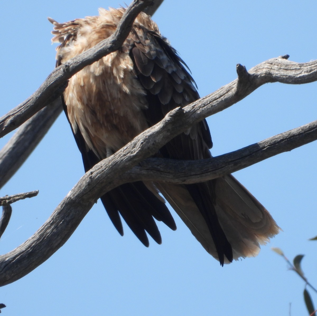 Whistling Kite - ML642801466