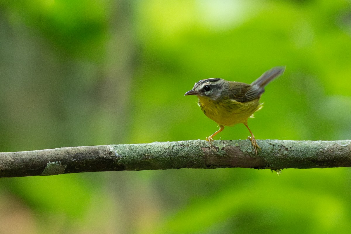 Golden-crowned Warbler - ML642801473