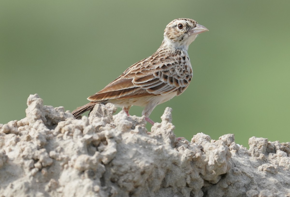 Indian Bushlark - ML642801475