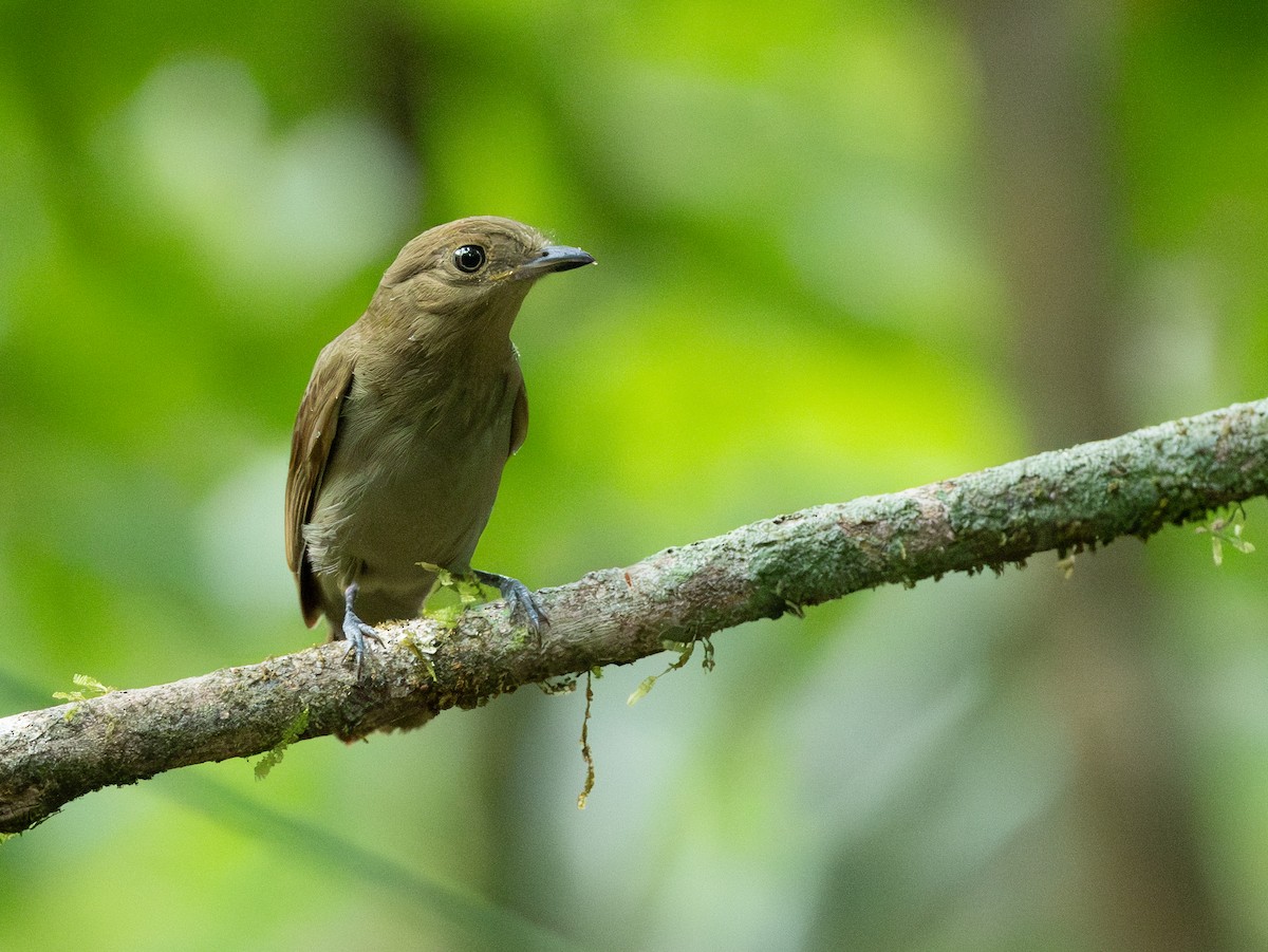 Brown-winged Schiffornis (Amazonian) - ML642801487