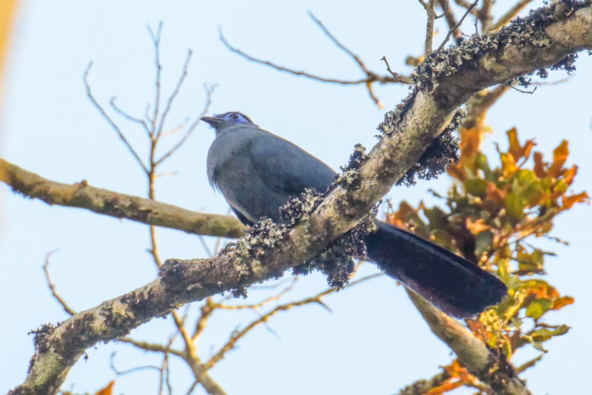 Blue Coua - ML642801489