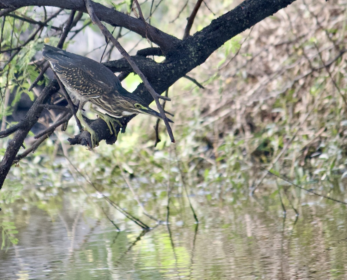 Striated Heron (Old World) - ML642801497