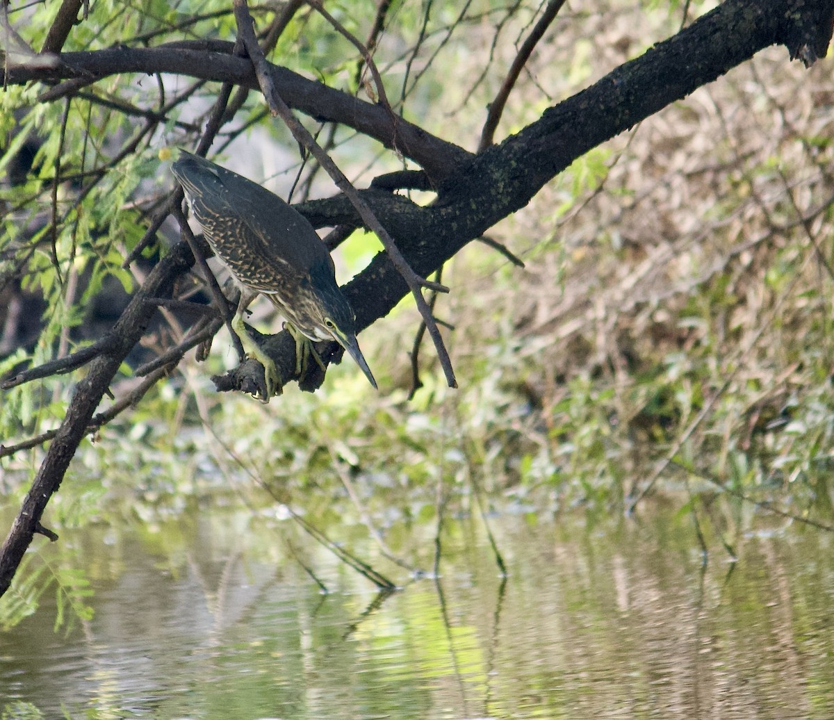 Striated Heron (Old World) - ML642801498