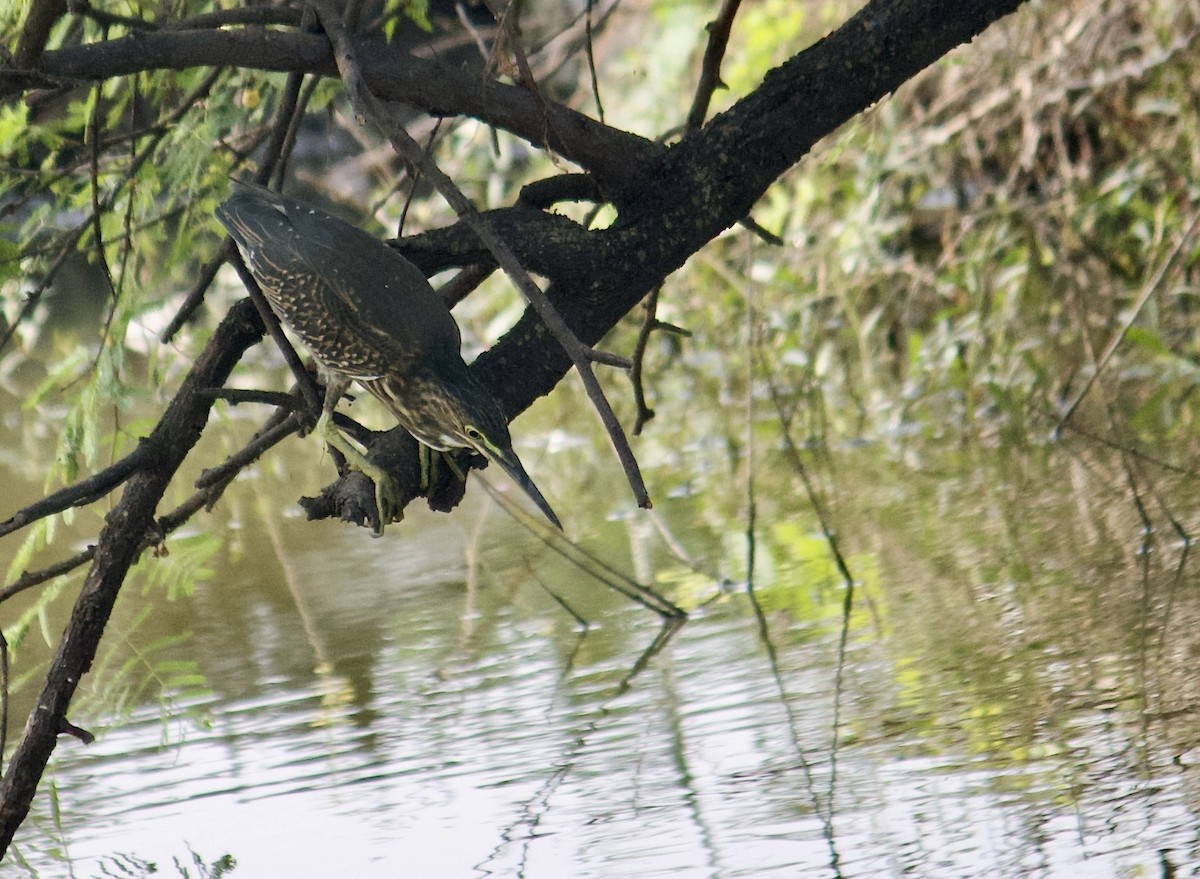 Striated Heron (Old World) - ML642801499