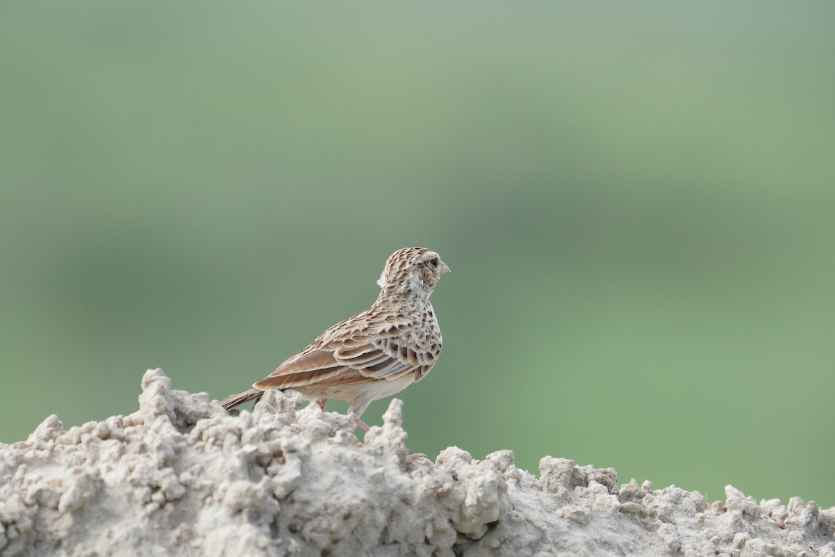 Indian Bushlark - ML642801510