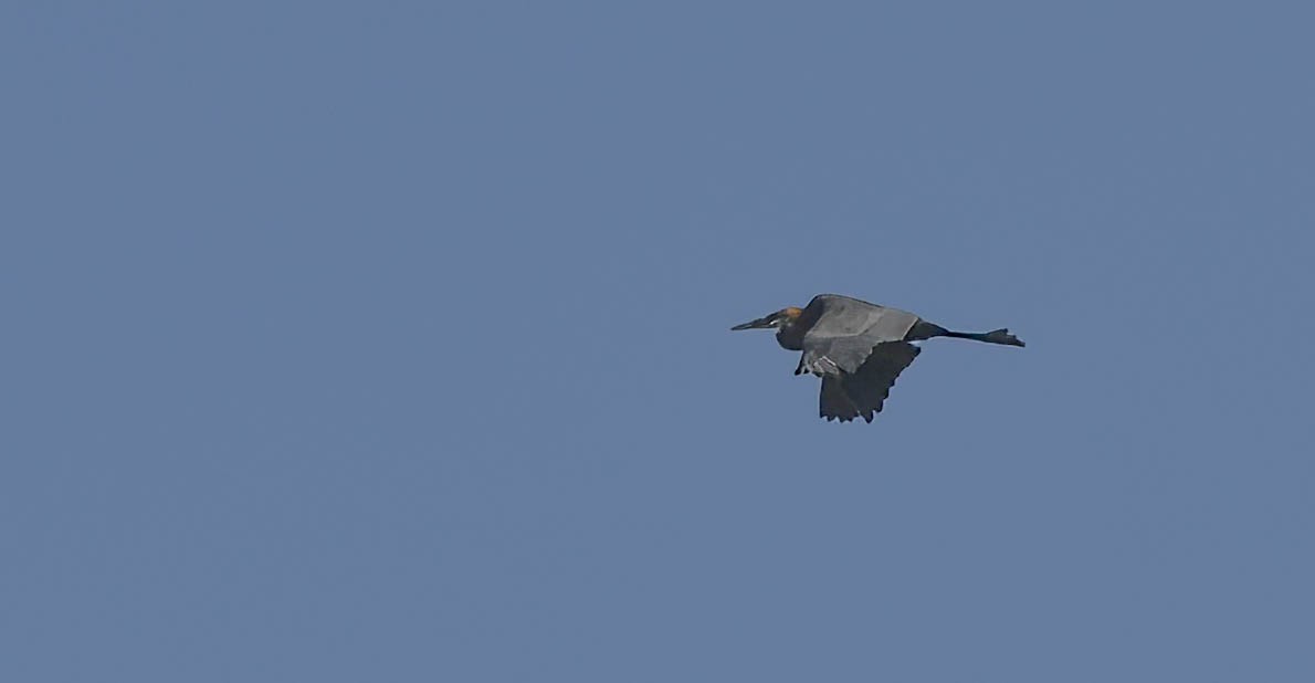 Goliath Heron - ML642801512