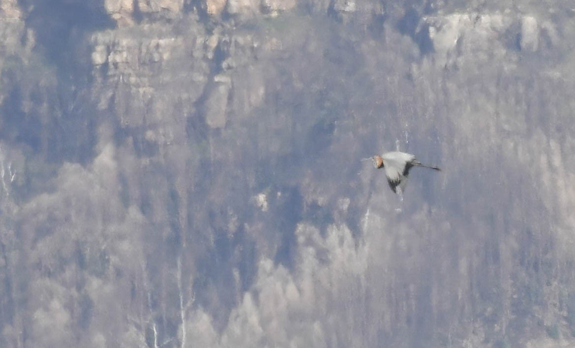 Goliath Heron - ML642801513