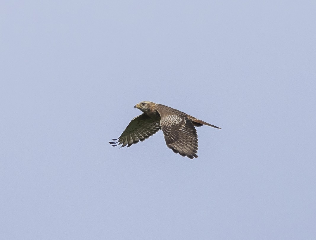 White-eyed Buzzard - ML642801516
