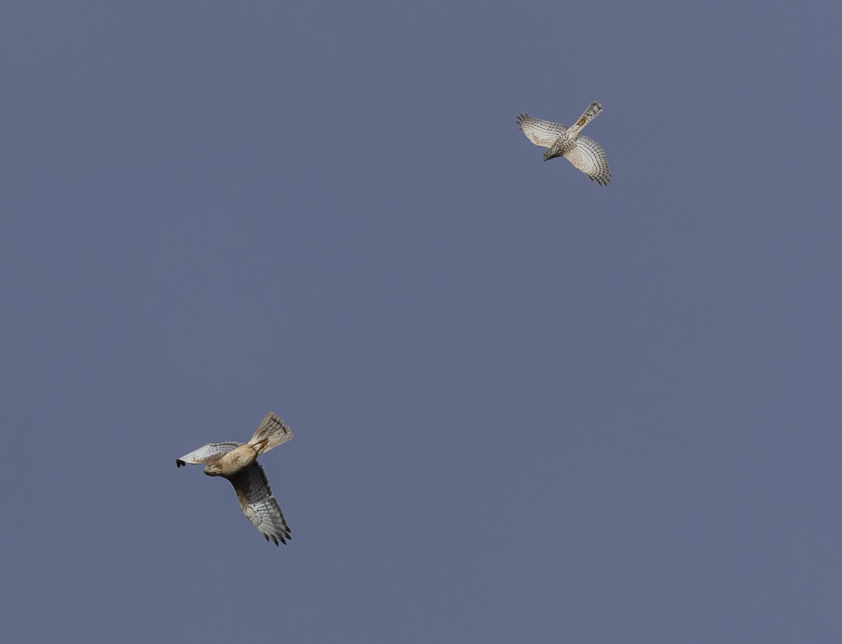 White-eyed Buzzard - ML642801517