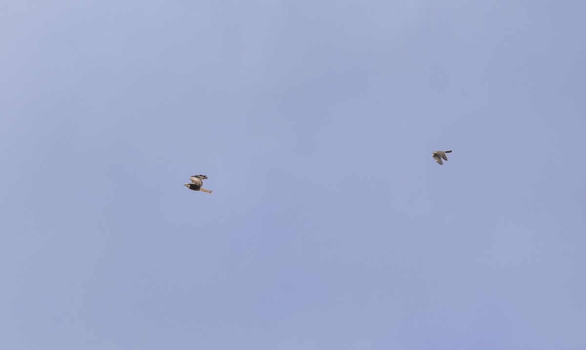 White-eyed Buzzard - ML642801518
