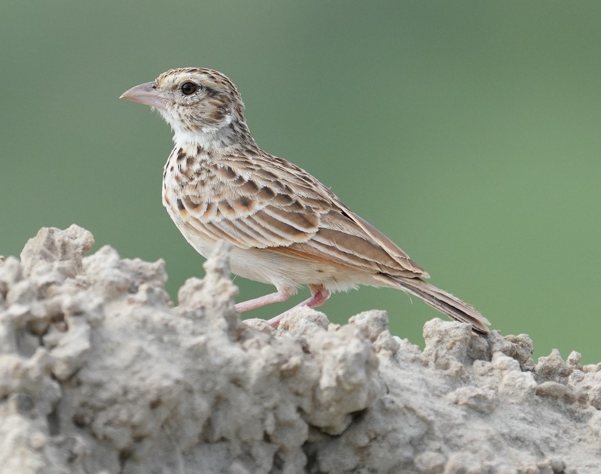 Indian Bushlark - ML642801519