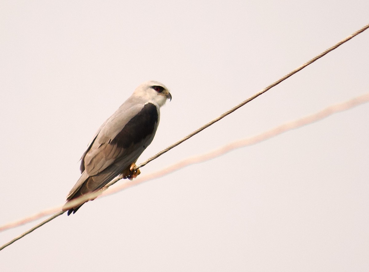 Black-winged Kite - ML642801520