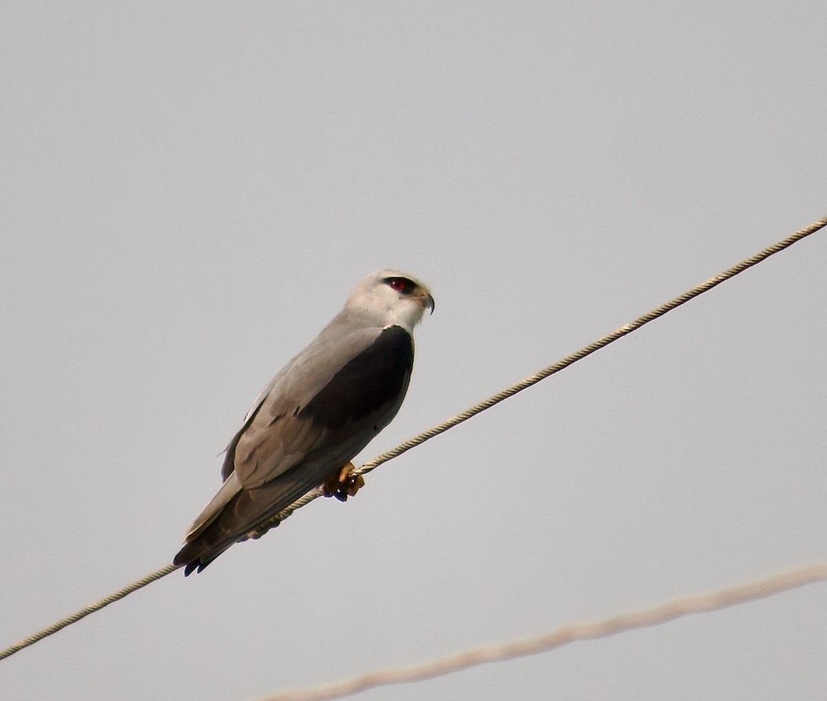 Black-winged Kite - ML642801521