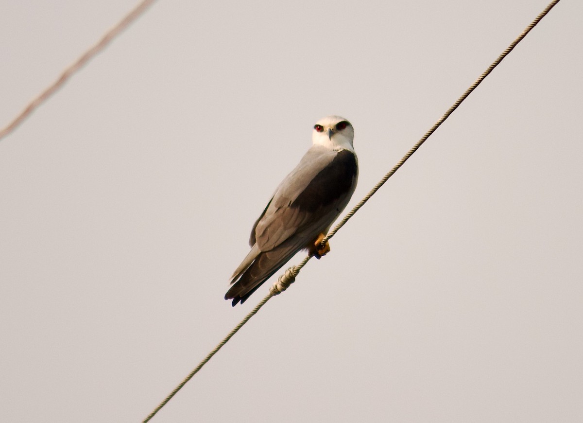Black-winged Kite - ML642801522