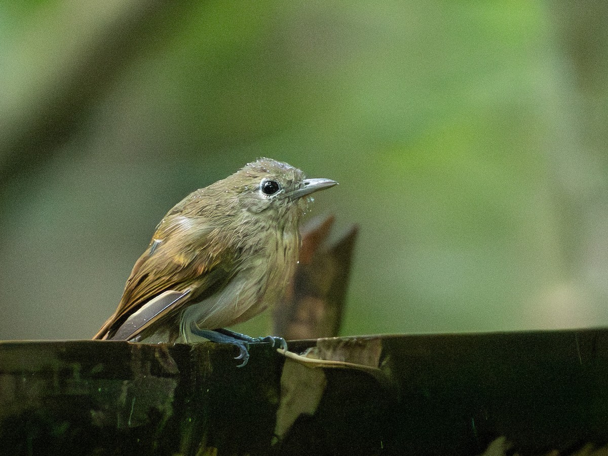 White-flanked Antwren - ML642801523