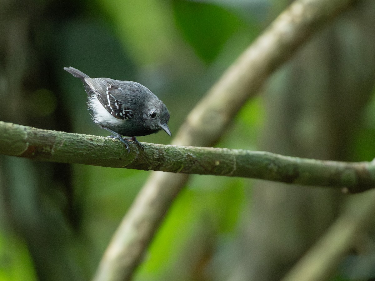 White-flanked Antwren - ML642801524