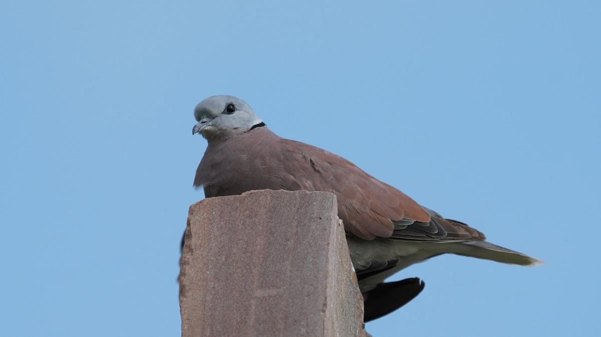 Red Collared-Dove - ML642801533