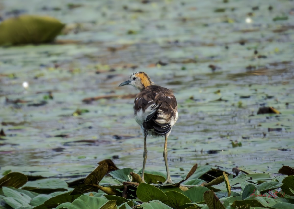 Pheasant-tailed Jacana - ML642801540
