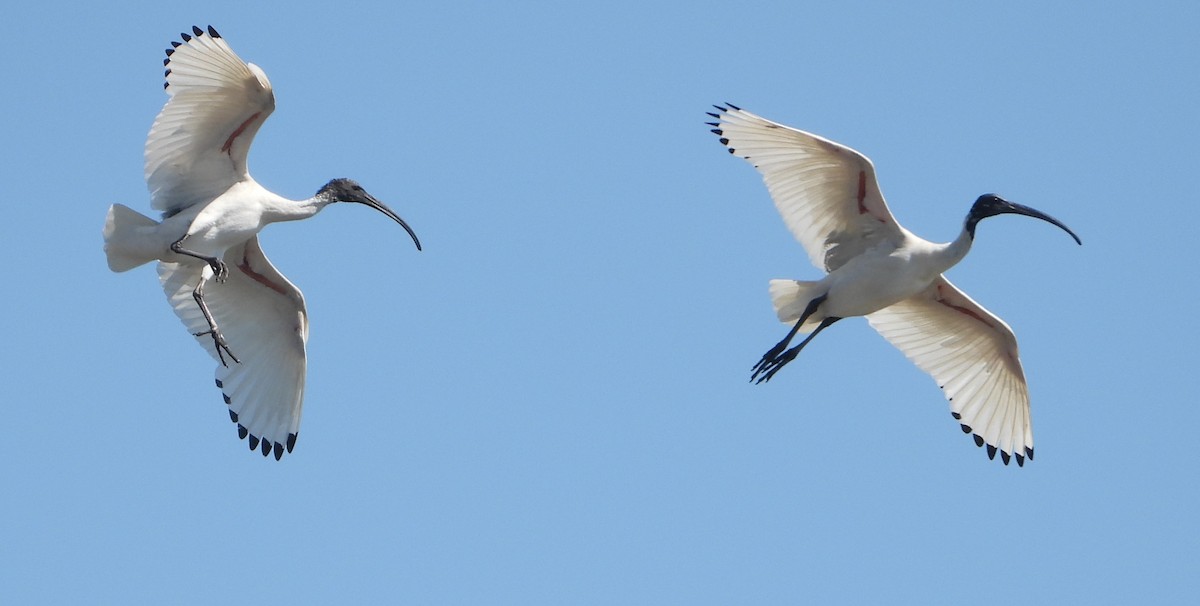 Australian Ibis - ML642801544