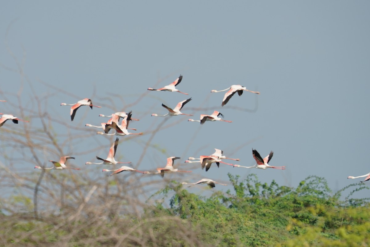 Greater Flamingo - ML642801545