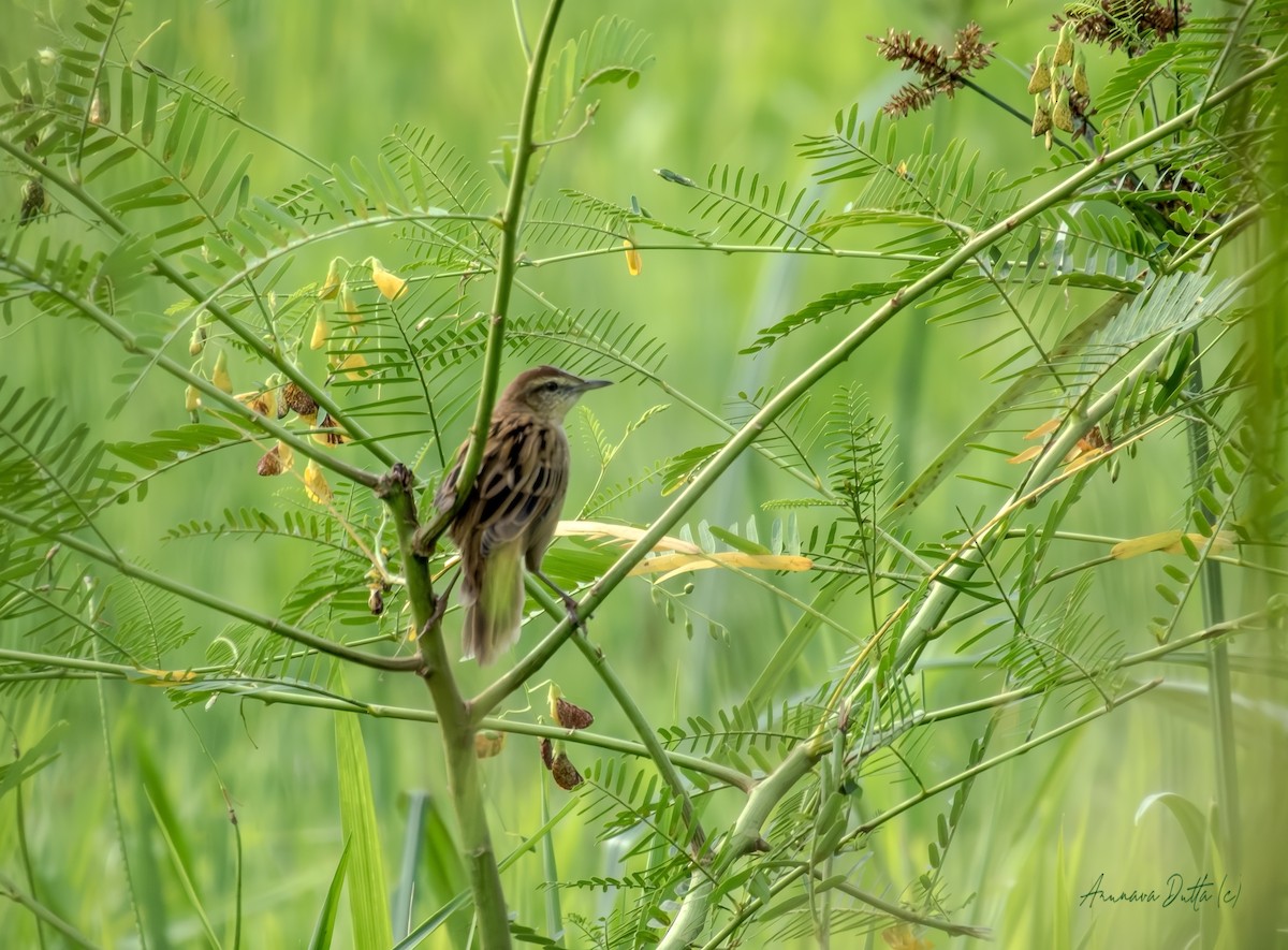Striated Grassbird - ML642801547