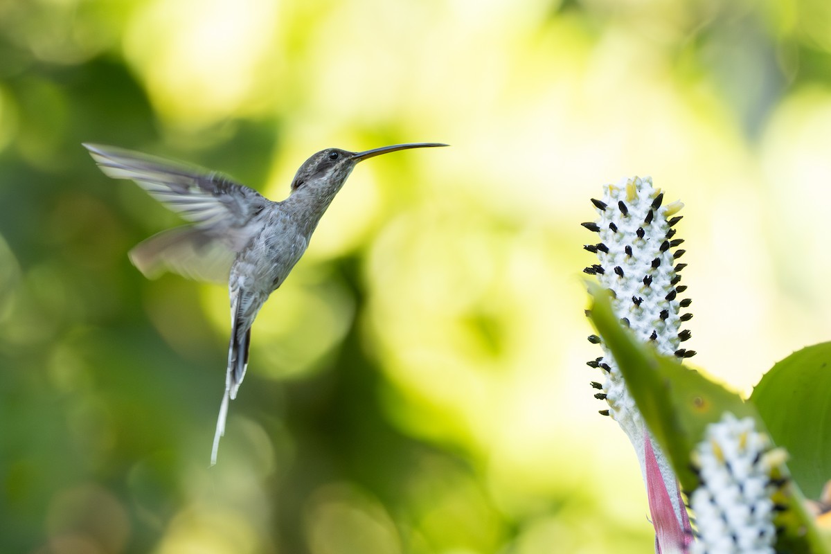 White-bearded Hermit - ML642801553