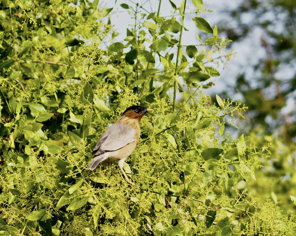 Brahminy Starling - ML642801556