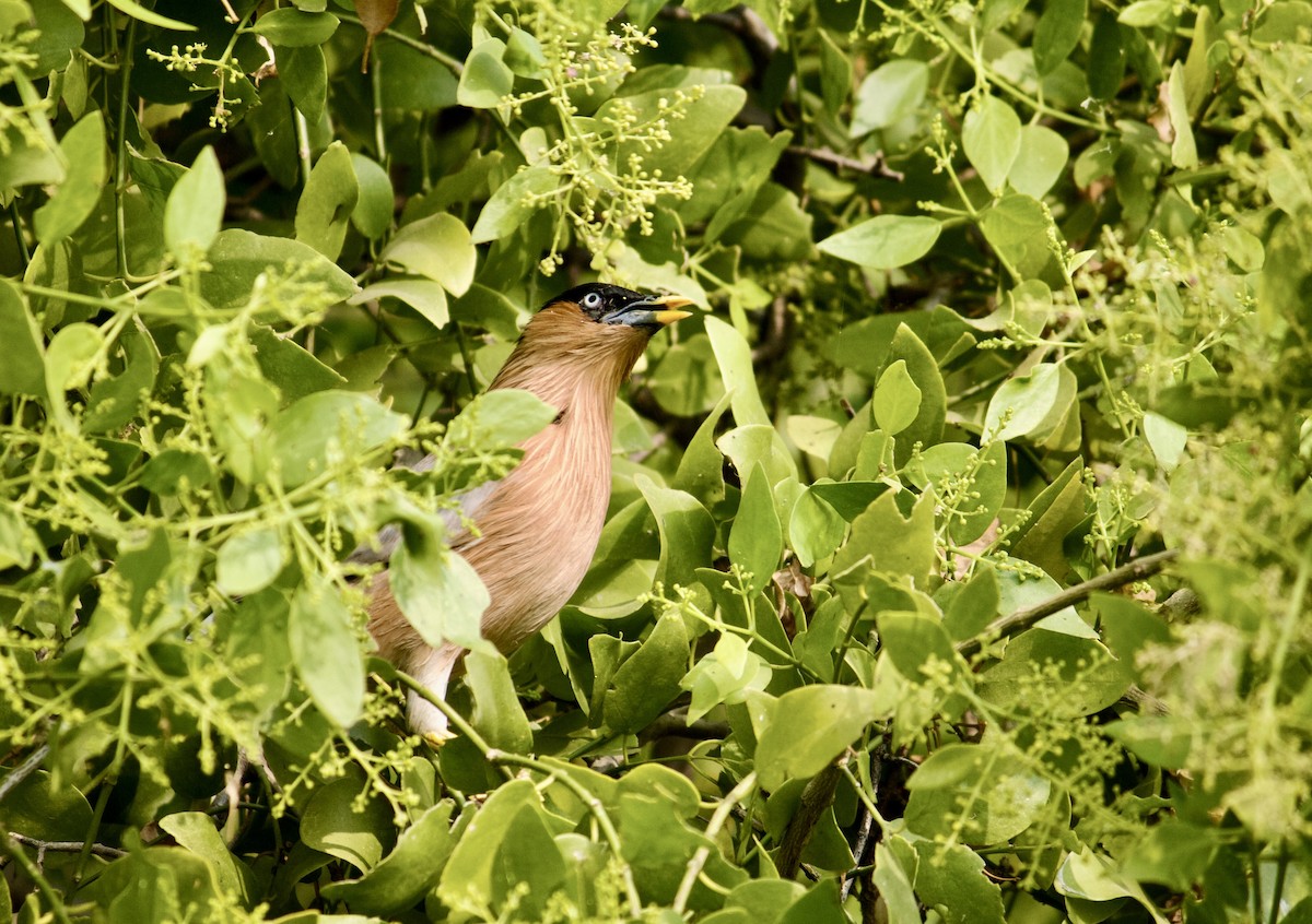 Brahminy Starling - ML642801558
