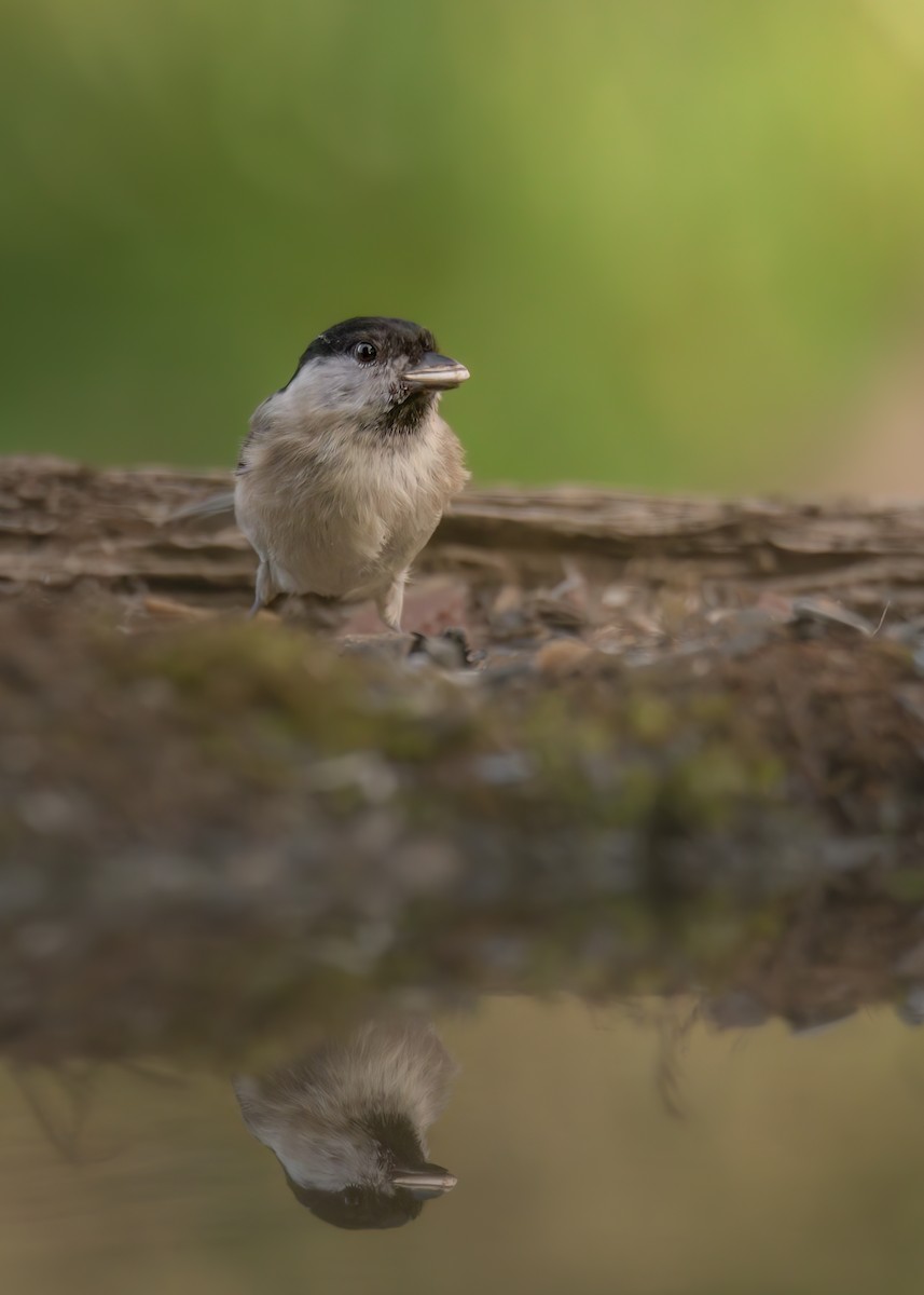 Marsh Tit - ML642801563