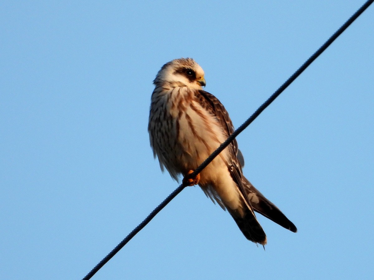 Red-footed Falcon - ML642801564