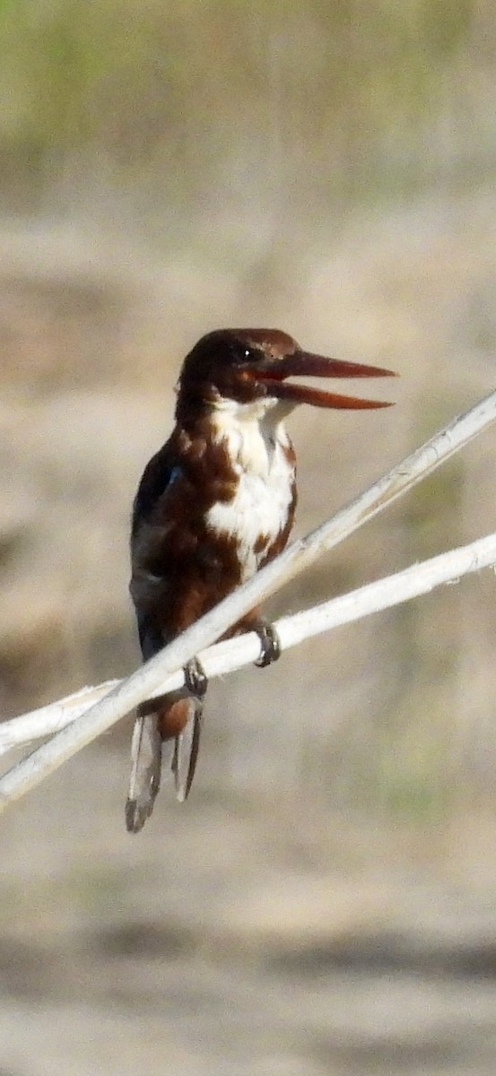 White-throated Kingfisher - ML642801565